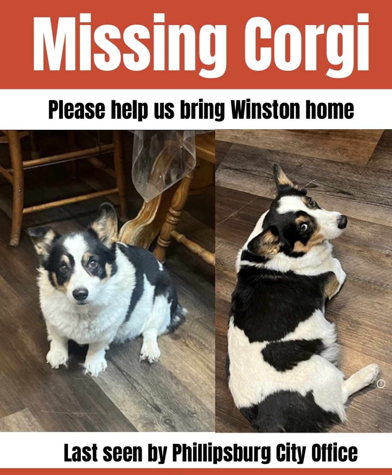 lost dog named Winston